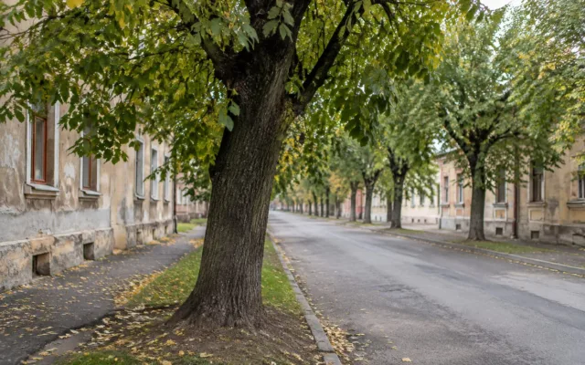 Arbori în cartierul Iosefin din Timișoara
